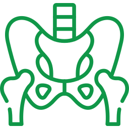 Human pelvic and hip bone icon.